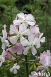 Soapwort (Saponaria officinalis)