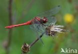 Bloedrode heidelibel (Sympetrum sanguineum)