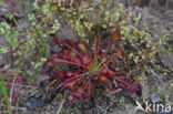 Oblong-leaved Sundew (Drosera intermedia)