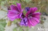 Malva sylvestris forma rosea