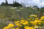 Gele ganzenbloem (Chrysanthemum segetum)