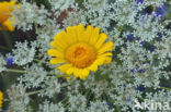 Gele ganzenbloem (Chrysanthemum segetum)