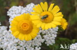 Gele ganzenbloem (Chrysanthemum segetum)