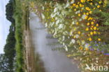 Corn Marigold (Chrysanthemum segetum)