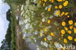 Gele ganzenbloem (Chrysanthemum segetum)