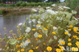 Corn Marigold (Chrysanthemum segetum)