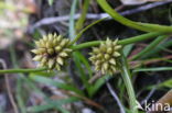 Kleinste egelskop (Sparganium natans)