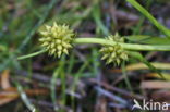 Kleinste egelskop (Sparganium natans)