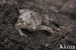 Common Spadefoot Toad (Pelobates fuscus)