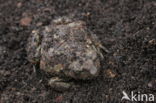 Common Spadefoot Toad (Pelobates fuscus)