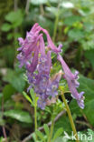 Vingerhelmbloem (Corydalis solida)