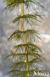 Teer vederkruid (Myriophyllum alterniflorum)