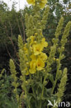 Toorts (Verbascum spec.)