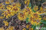 Chinese witchhazel (Hamamelis mollis)