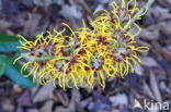 Chinese witchhazel (Hamamelis mollis)