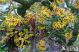 Chinese witchhazel (Hamamelis mollis)