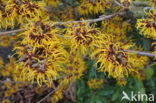 Chinese witchhazel (Hamamelis mollis)