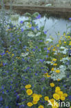 Corn Marigold (Chrysanthemum segetum)