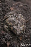 Common Spadefoot Toad (Pelobates fuscus)