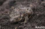 Common Spadefoot Toad (Pelobates fuscus)