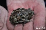 Common Spadefoot Toad (Pelobates fuscus)