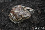 Common Spadefoot Toad (Pelobates fuscus)