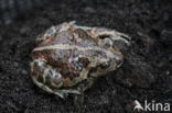 Common Spadefoot Toad (Pelobates fuscus)