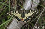 Swallowtail (Papilio machaon)