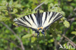 Scarce Swallowtail (Iphiclides podalirius)