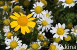 Gele ganzenbloem (Chrysanthemum segetum)