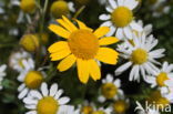 Corn Marigold (Chrysanthemum segetum)