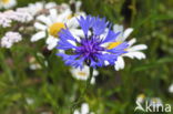 Korenbloem (Centaurea cyanus)