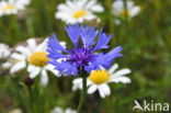 Cornflower (Centaurea cyanus)