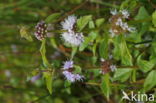 Corn Mint (Mentha arvensis)