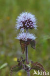 Corn Mint (Mentha arvensis)