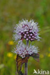 Akkermunt (Mentha arvensis)