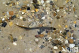 Brook Lamprey (Lampetra planeri)
