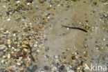 Brook Lamprey (Lampetra planeri)