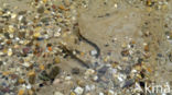 Brook Lamprey (Lampetra planeri)