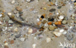 Brook Lamprey (Lampetra planeri)