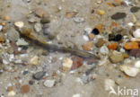 Brook Lamprey (Lampetra planeri)