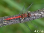 Bloedrode heidelibel (Sympetrum sanguineum)