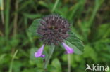 Borstelkrans (Clinopodium vulgare)