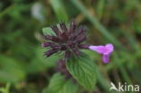 Borstelkrans (Clinopodium vulgare)