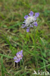 Oxlip (Primula elatior)