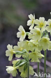 Slanke sleutelbloem (Primula elatior)