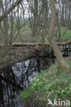 Slanke sleutelbloem (Primula elatior)