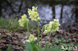 Slanke sleutelbloem (Primula elatior)