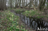 Slanke sleutelbloem (Primula elatior)