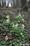 Oxlip (Primula elatior)